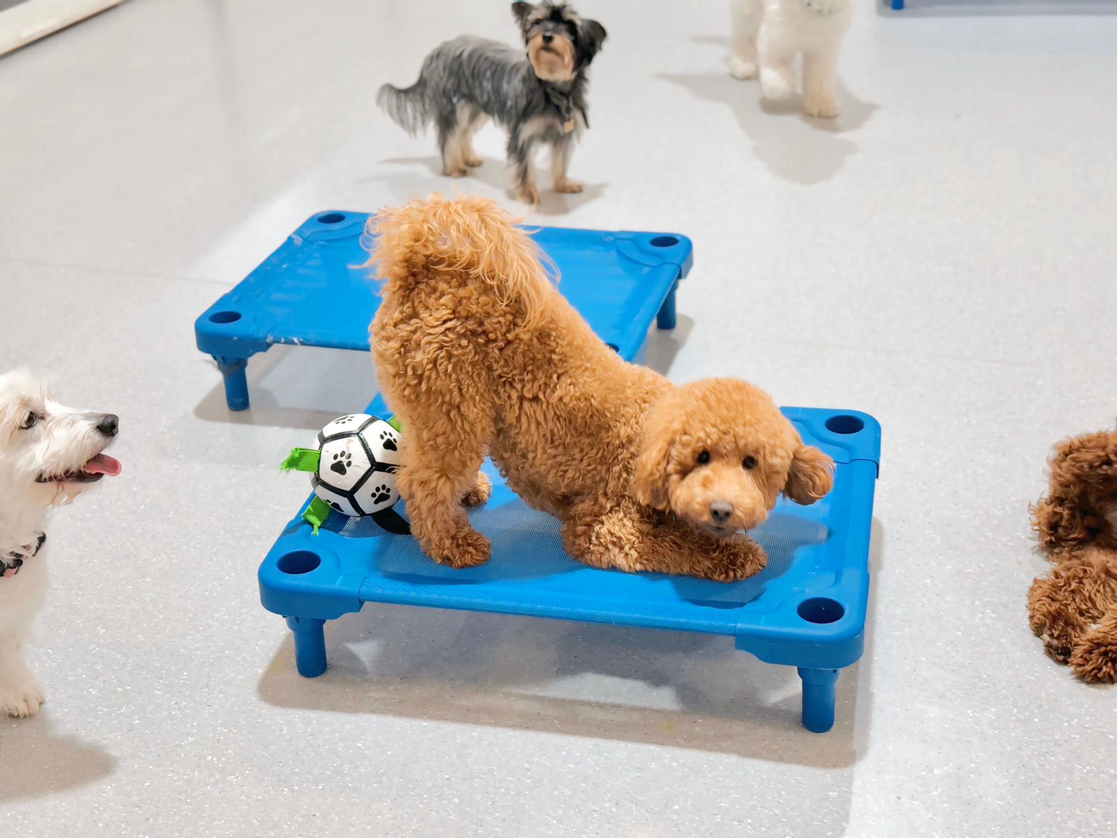 Dogs enjoying supervised daycare at a dog training facility in Dubai.