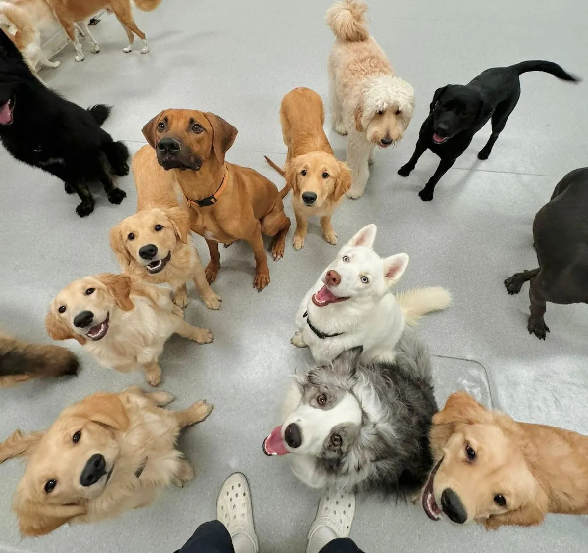 dogs waiting for leash training