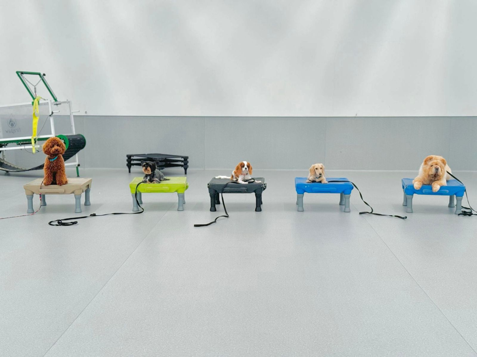 Dogs practicing obedience training on elevated platforms at a training center in Dubai.