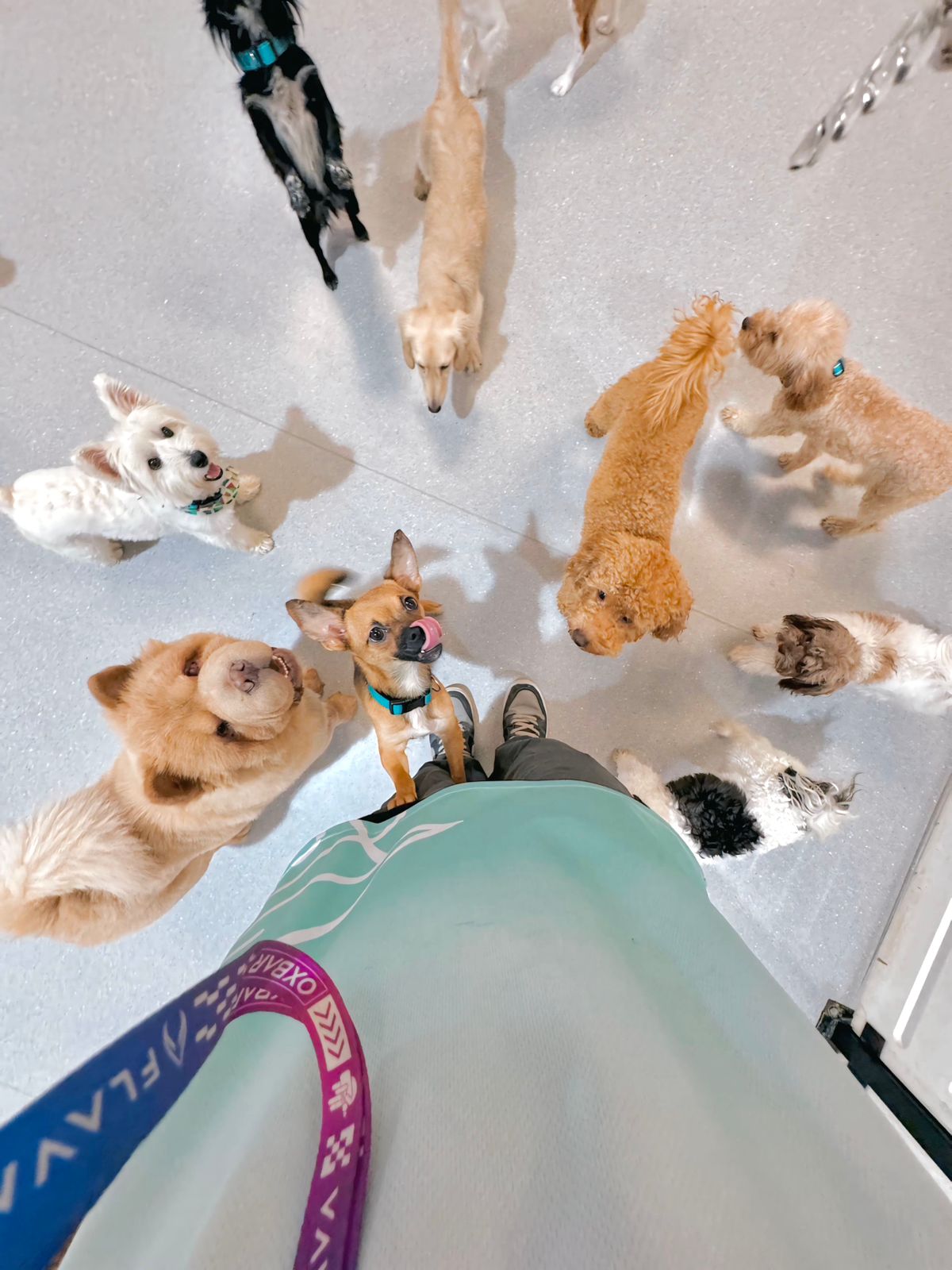 Puppies interacting and playing during a socialization session at a training center.